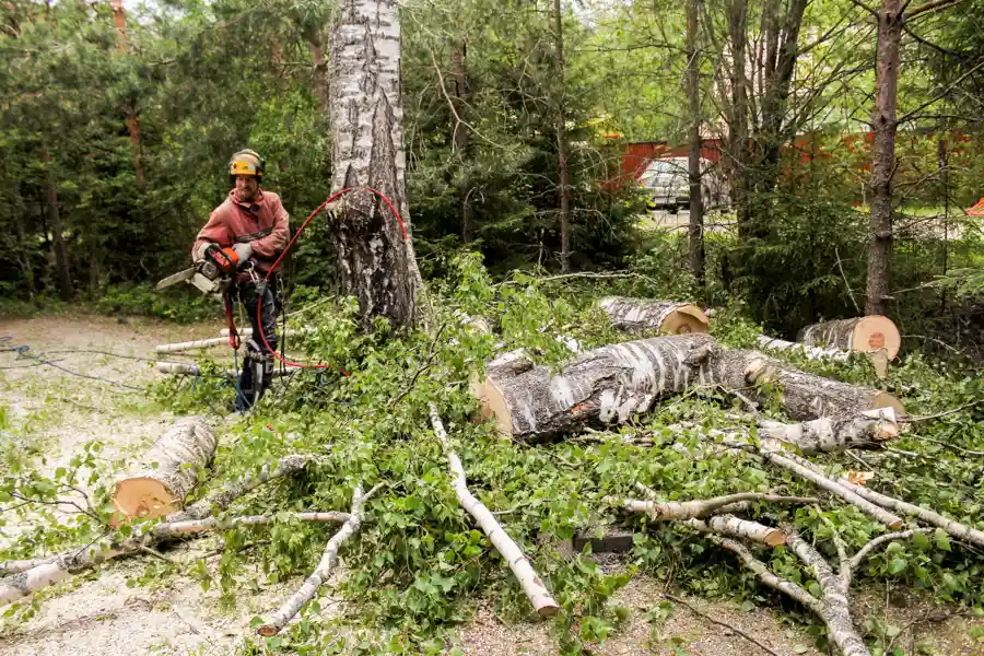 A Top Tree Service Provider in Your Area